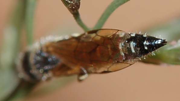 Altro piccolo imenottero da identificare: Tiphidae maschio