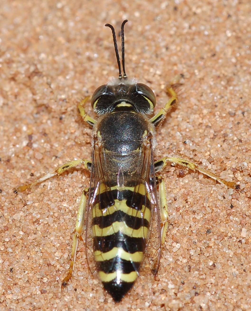 Femmine (gialle)  e maschio (grigio) di Bembix cfr oculata