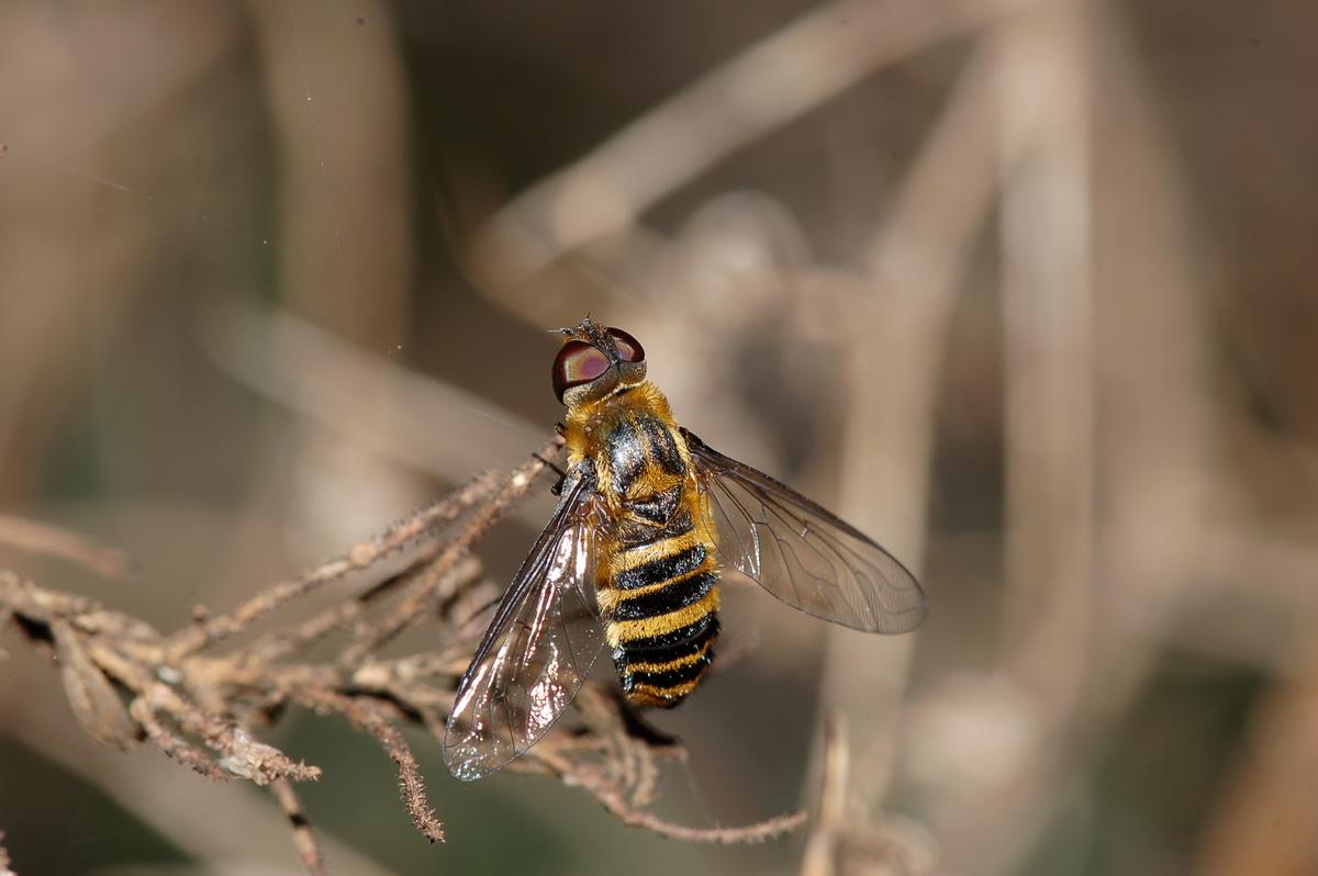 Villa sp. (Bombyliidae)