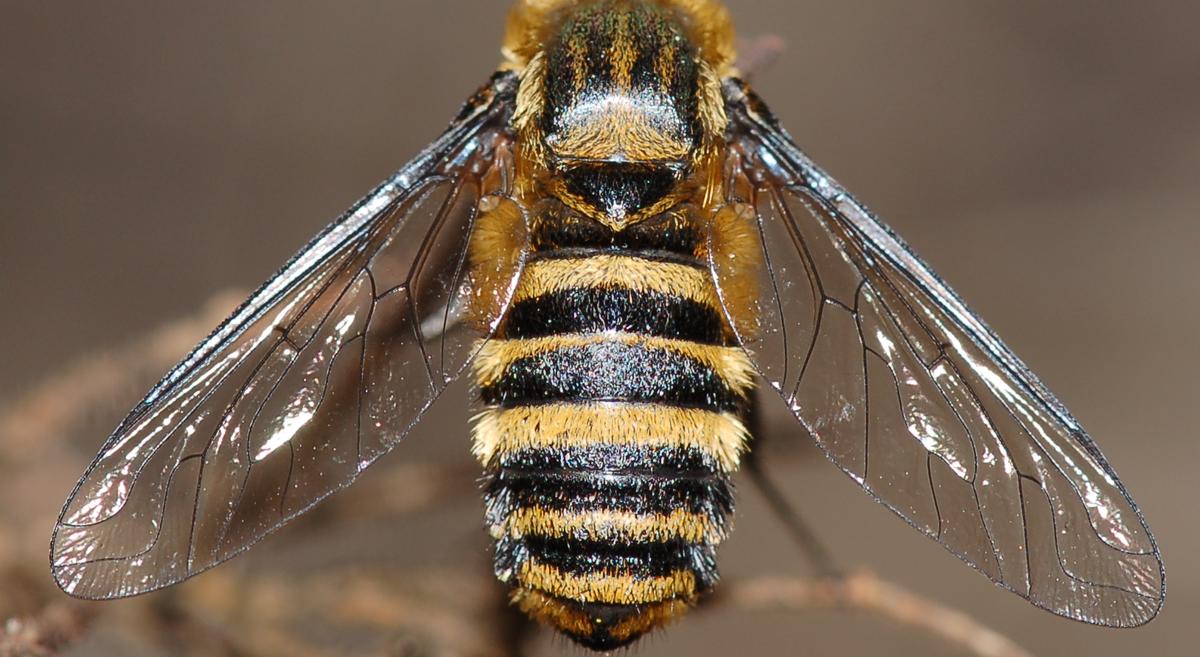 Villa sp. (Bombyliidae)
