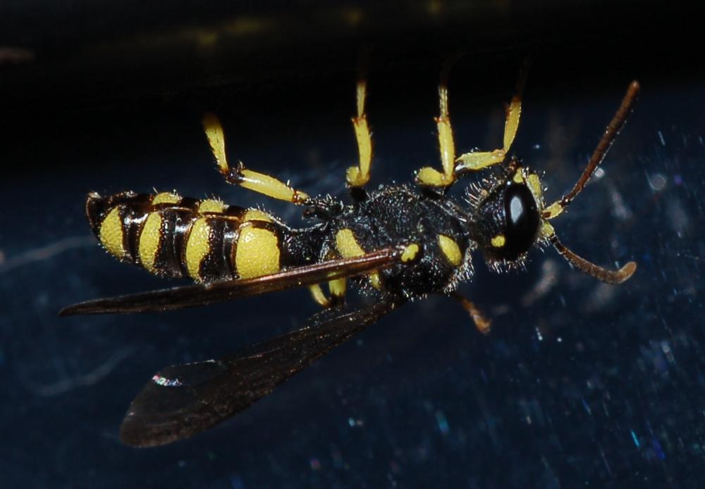 Crabronidae:  Cerceris sp