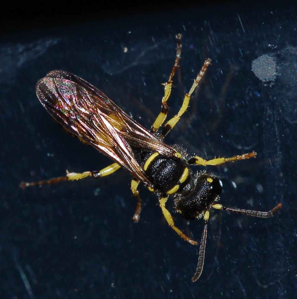 Crabronidae:  Cerceris sp