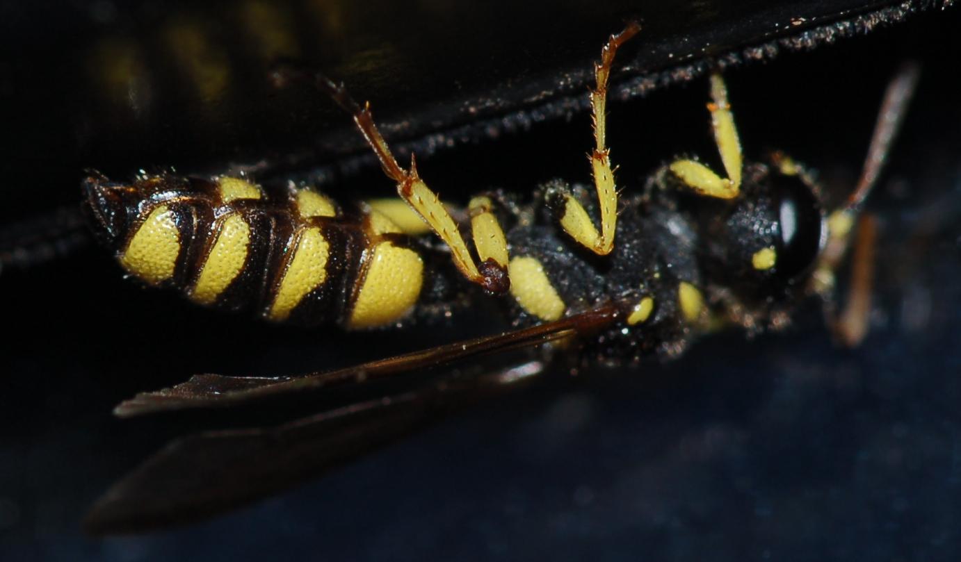 Crabronidae:  Cerceris sp