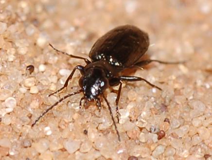 piccolo Carabidae nero: Syntomus foveatus