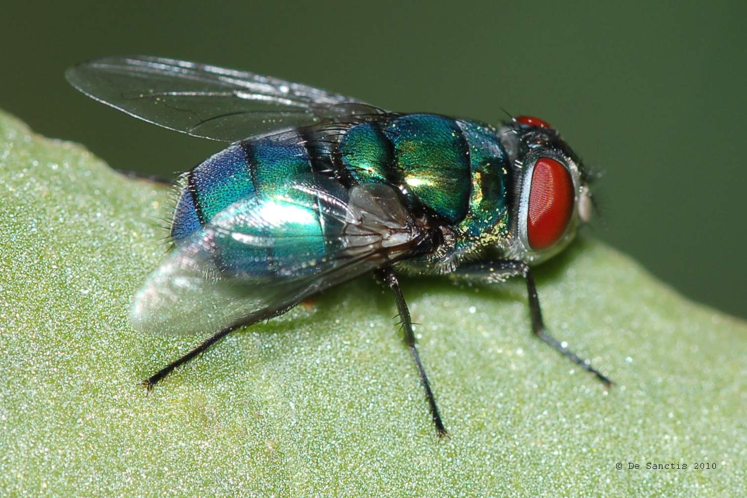 Mosca verde-azzurro