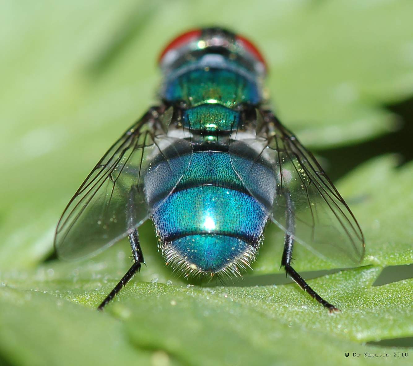 Mosca verde-azzurro