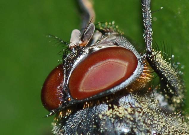 Una rara Calliphora vomitoria