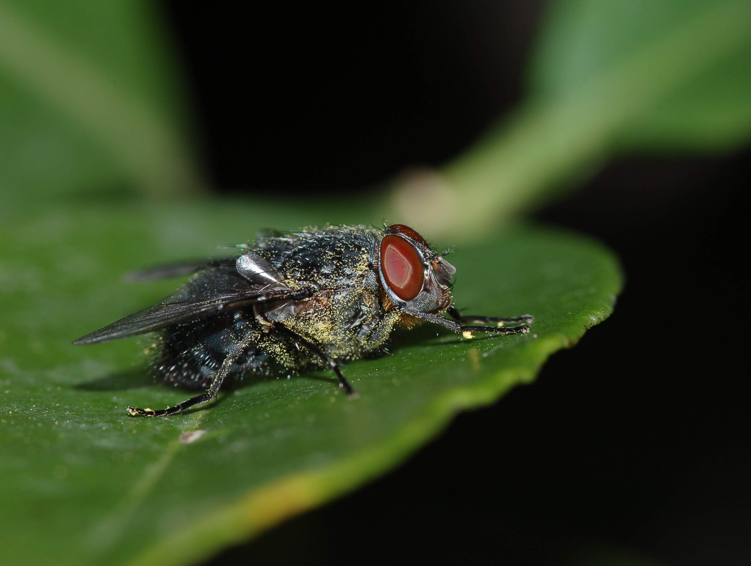 Una rara Calliphora vomitoria