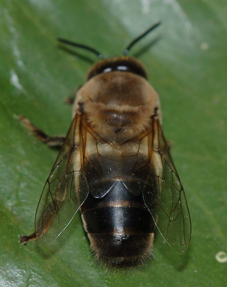 Fuco; maschio di Apis mellifera