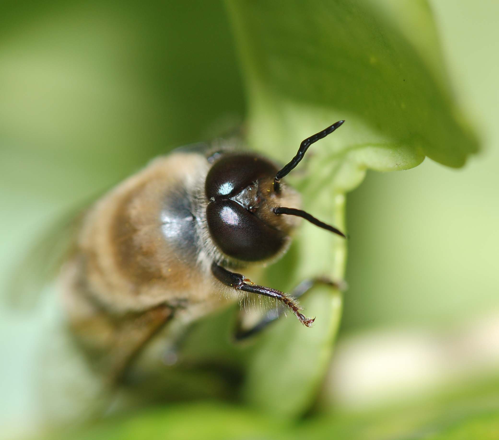 Fuco; maschio di Apis mellifera