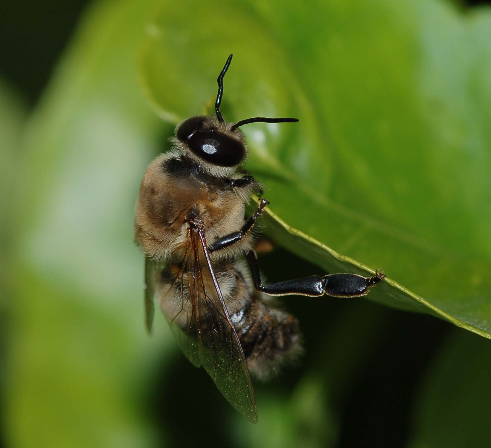 Fuco; maschio di Apis mellifera