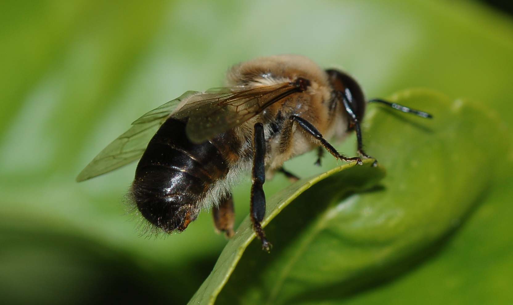 Fuco; maschio di Apis mellifera