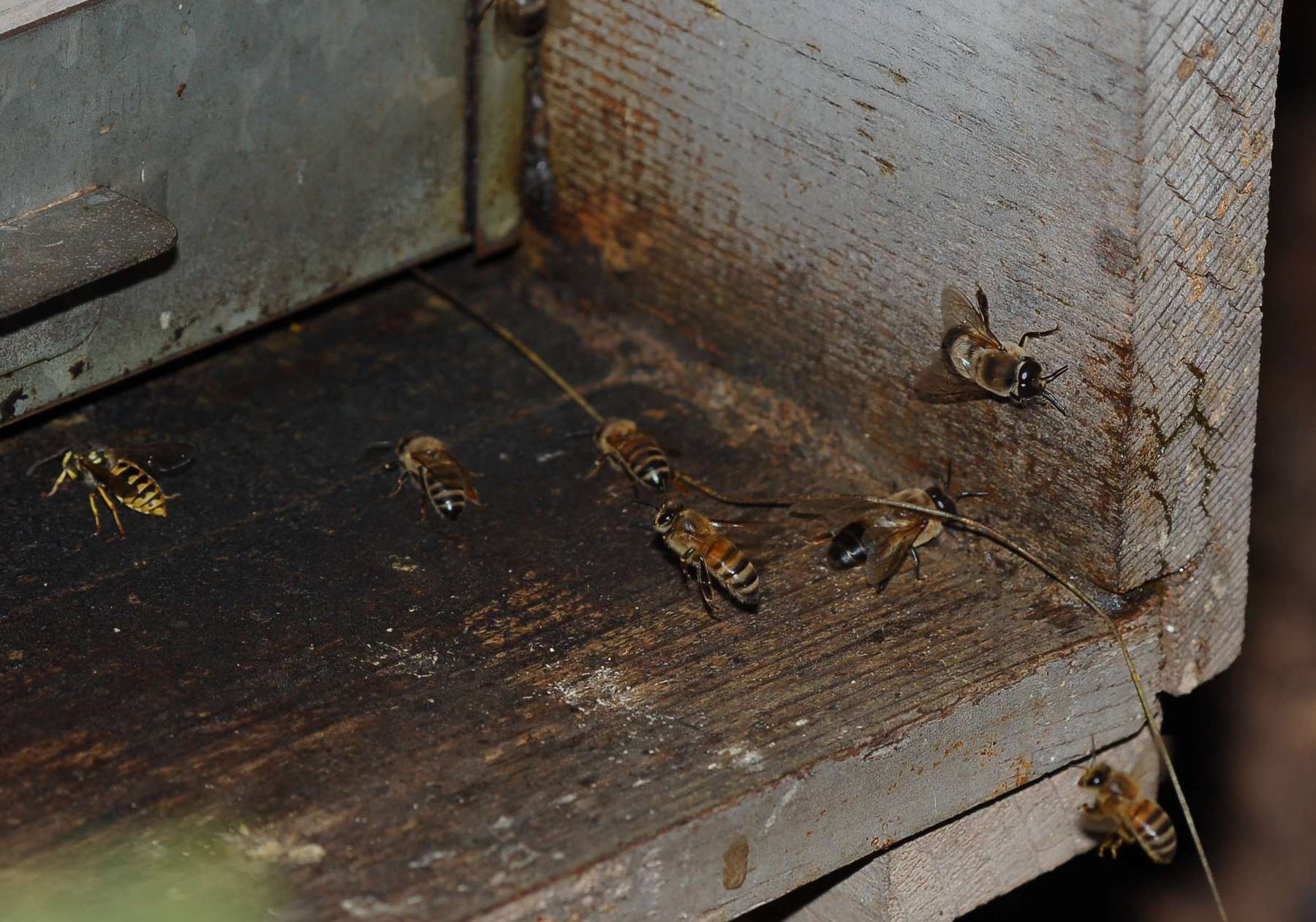 Fuco; maschio di Apis mellifera