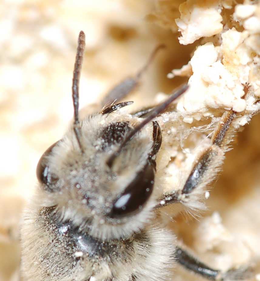 Identificazione apoidei scavatori autunnali (Andrena sp.)