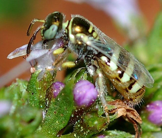 Nomioides sp. ♀ (Apidae Halictinae)