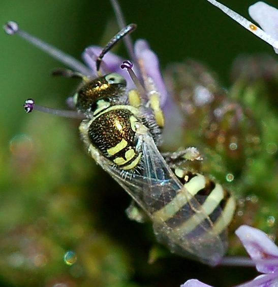 Nomioides sp. ♀ (Apidae Halictinae)