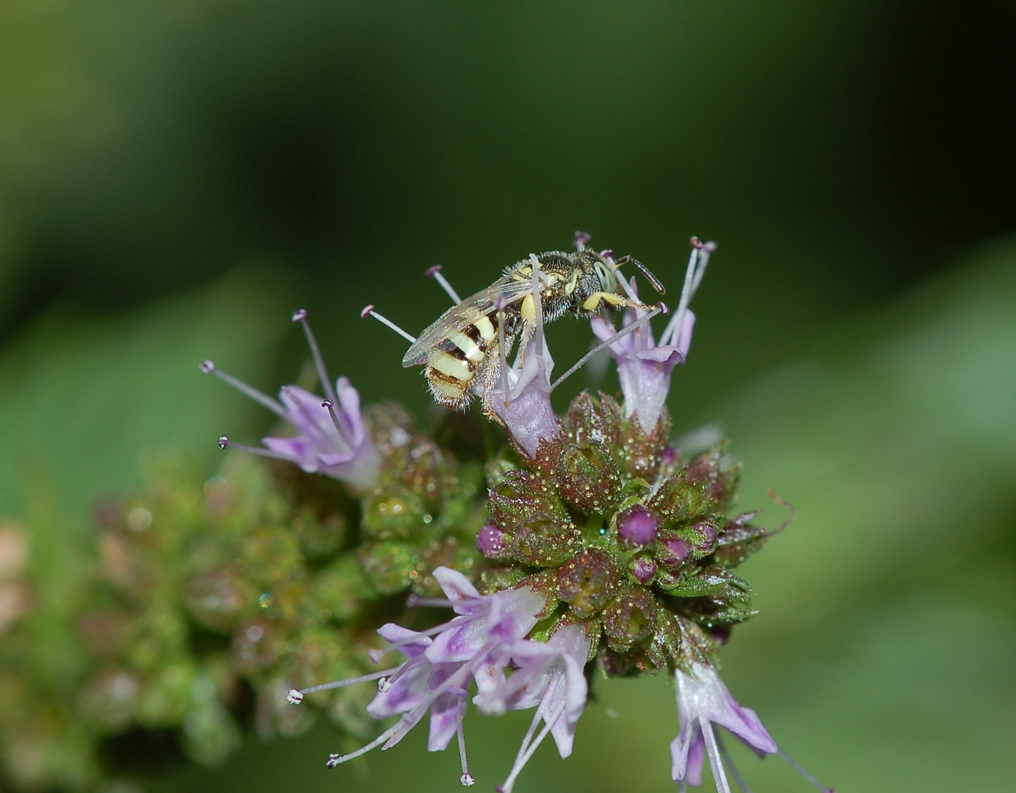Nomioides sp. ♀ (Apidae Halictinae)