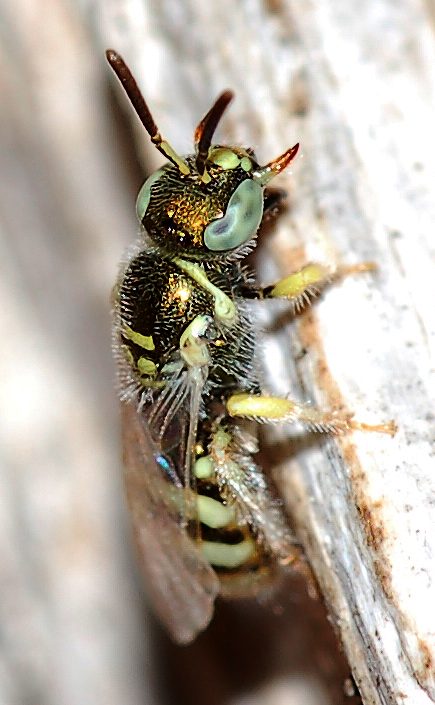 Nomioides sp. ♀ (Apidae Halictinae)