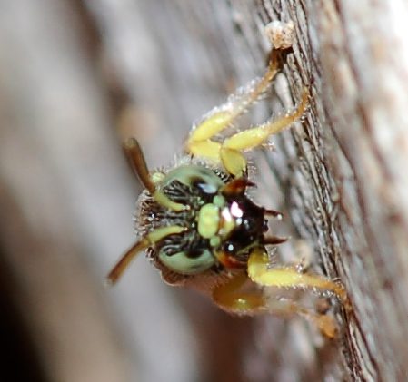 Nomioides sp. ♀ (Apidae Halictinae)