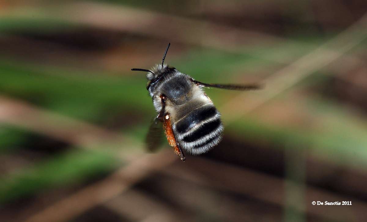 Identificazione Apidae Anthophorinae al volo: splendido