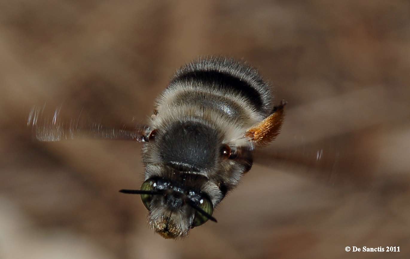 Identificazione Apidae Anthophorinae al volo: splendido