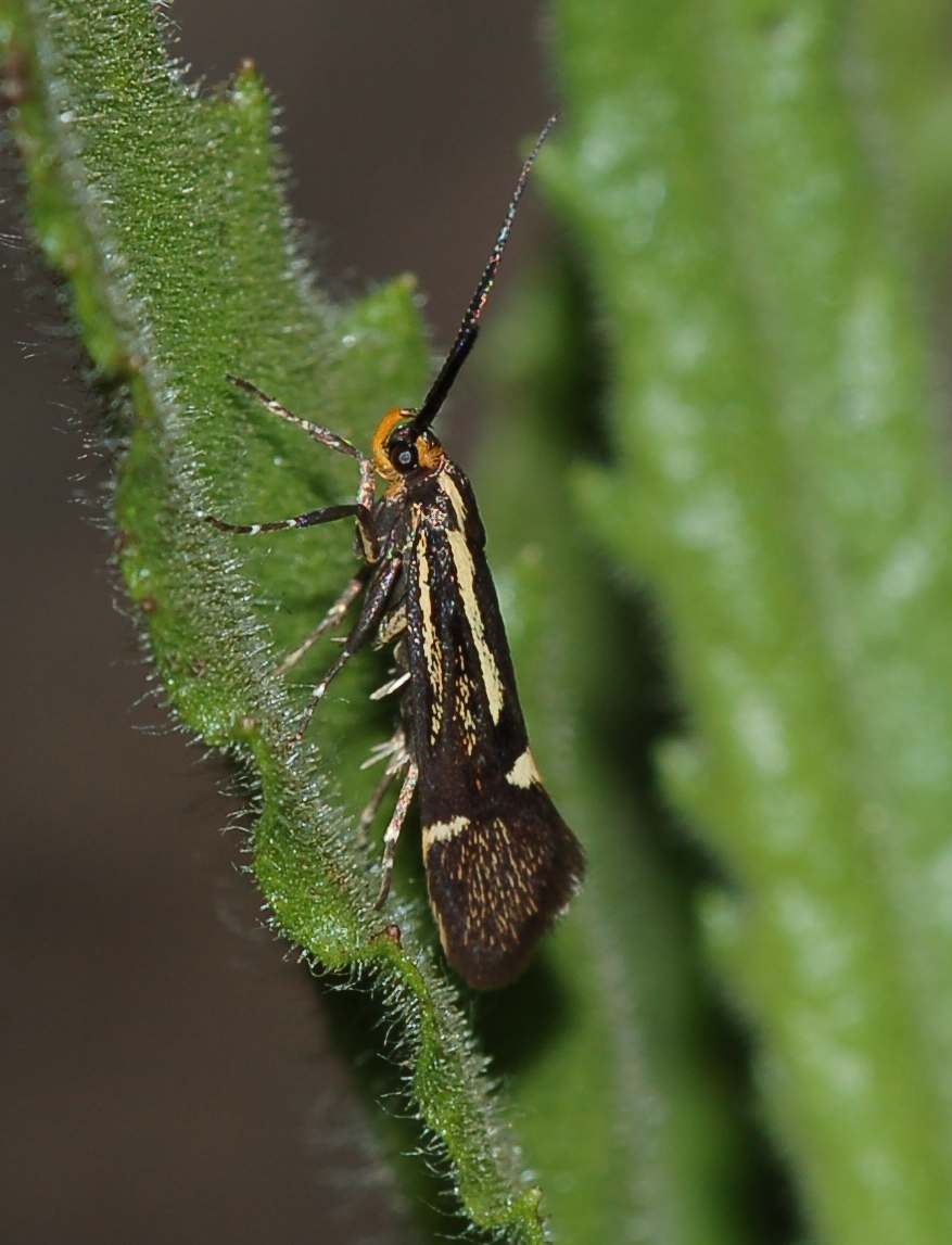 identif. piccola falena variopinta: Esperia sulphurella