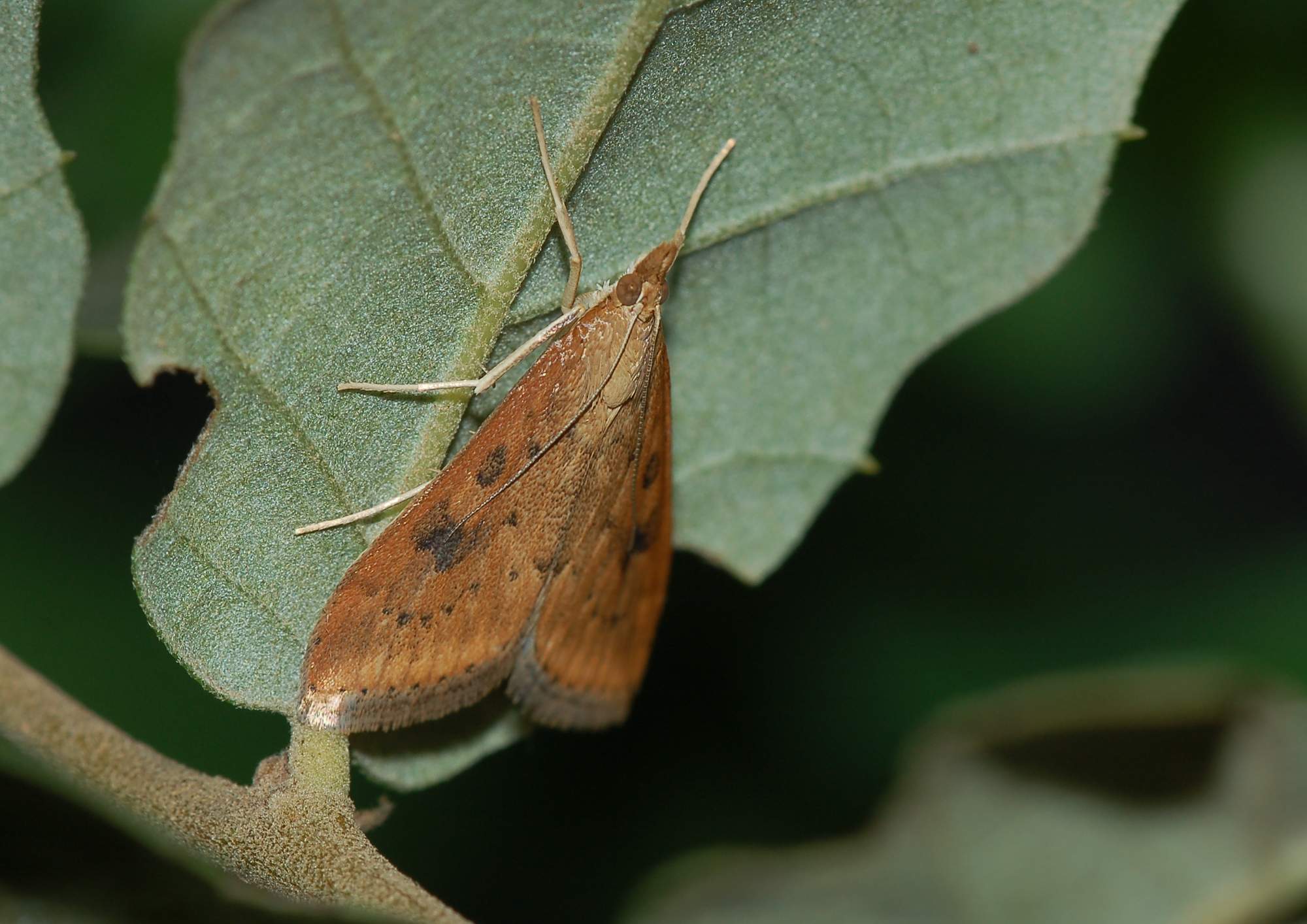 Identificazione falena