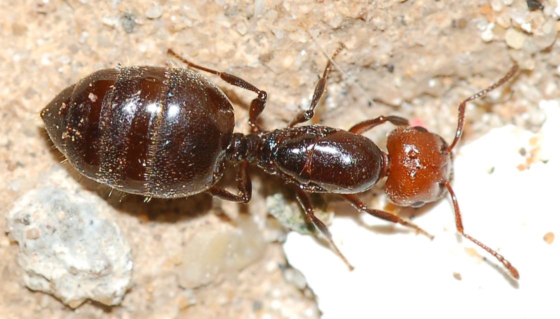 femmina (regina) di Crematogaster scutellaris