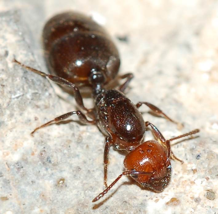 femmina (regina) di Crematogaster scutellaris