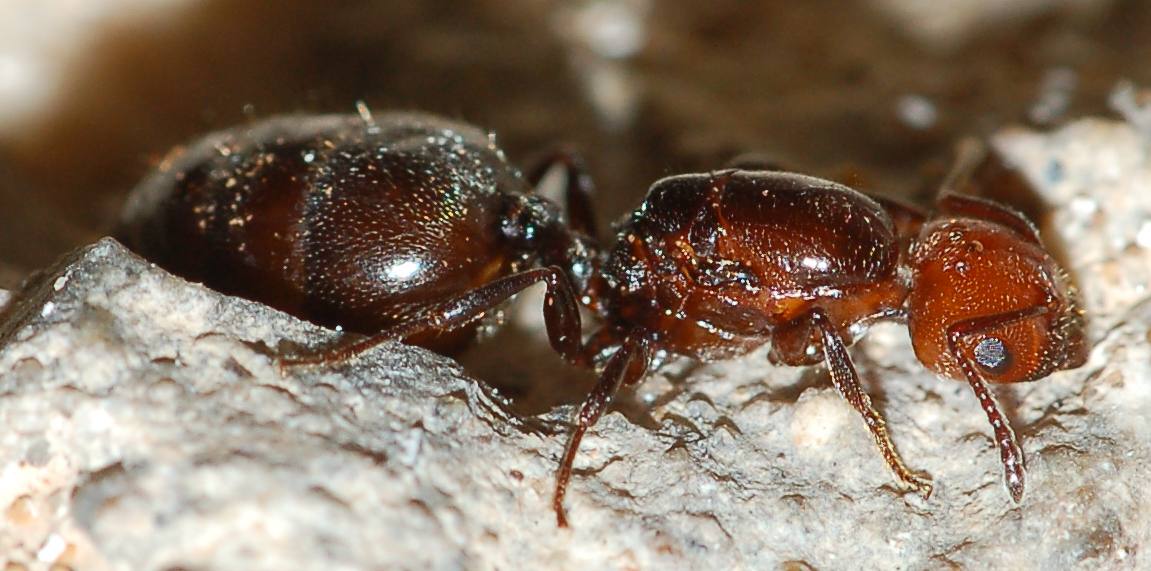 femmina (regina) di Crematogaster scutellaris