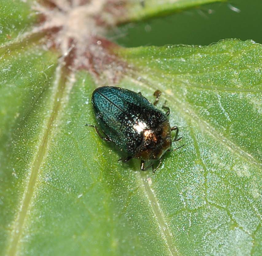 Identificazione #1 Trachys troglodytiformis