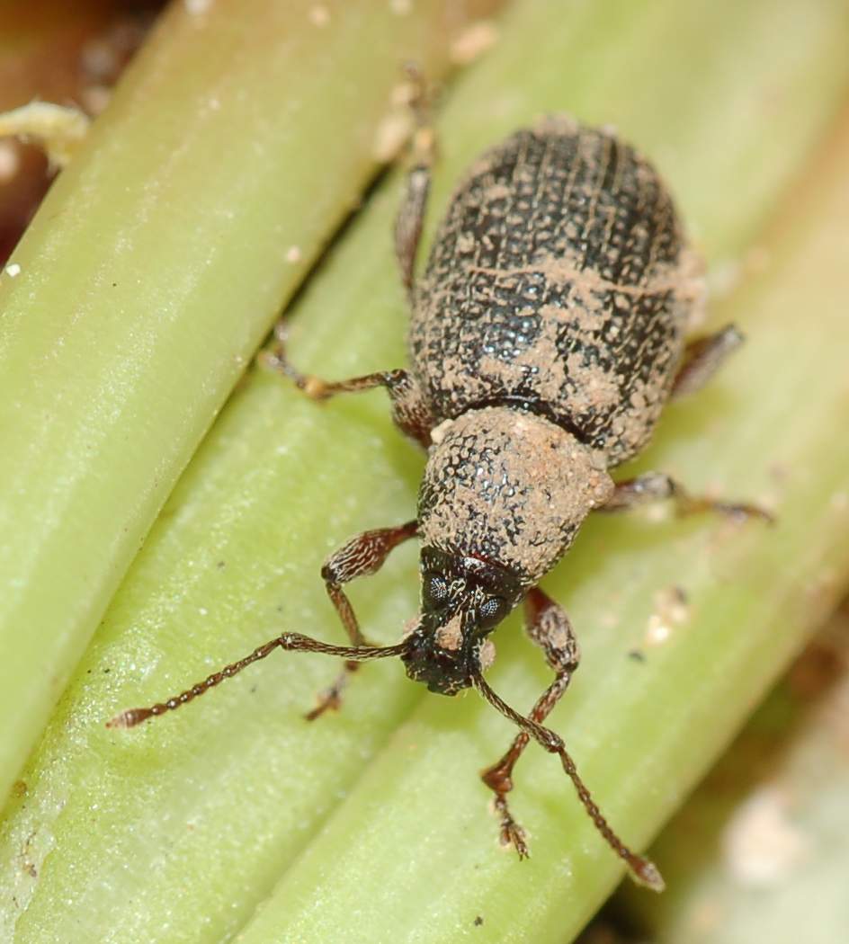 Identificazione 3: Curculionidae sporco di fango