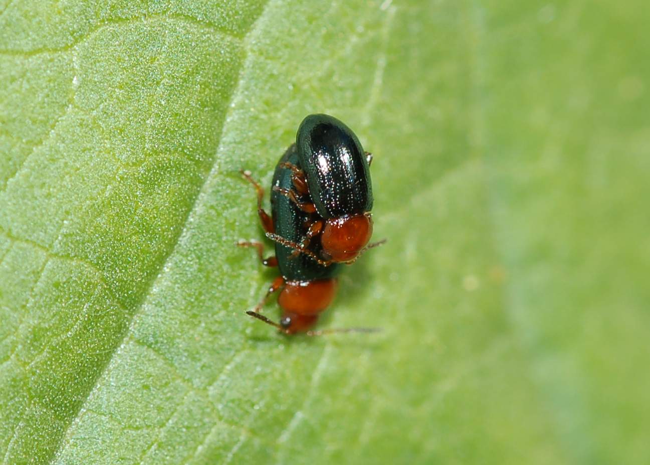 Identificazione #2: coppia Podagrica fuscicornis