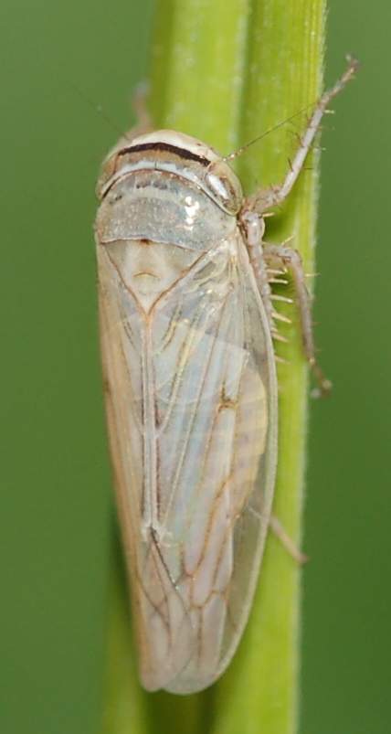 Cicadellidae: Artianus cf manderstjernii