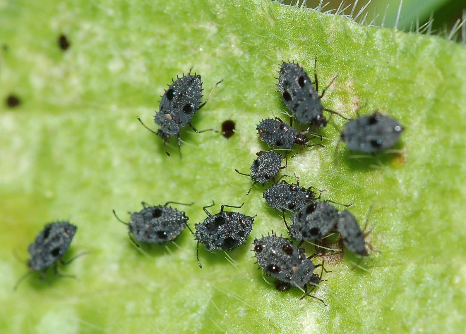 Tingidae: ninfa di Dictyla sp.