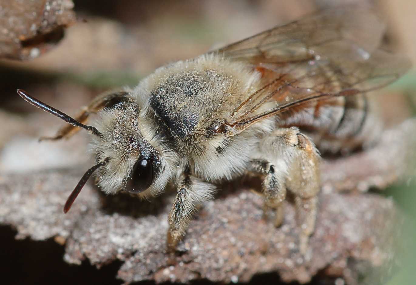 Identificazione apoidei scavatori autunnali (Andrena sp.)