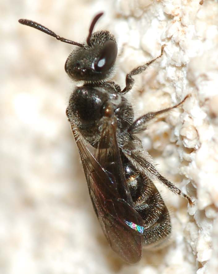 Lasioglossum sp. (Apidae Halictinae