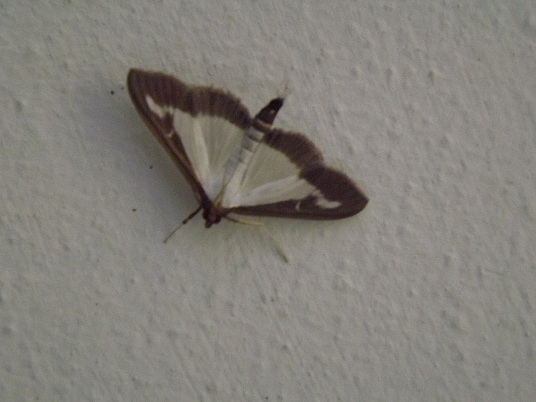 identificazione nottuide?