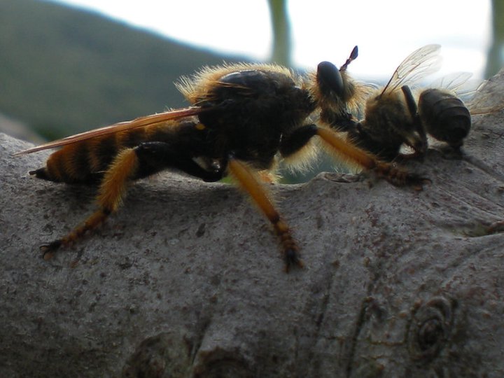 Hymenoptero? no, dittero asilide, Pogonosoma maroccanum