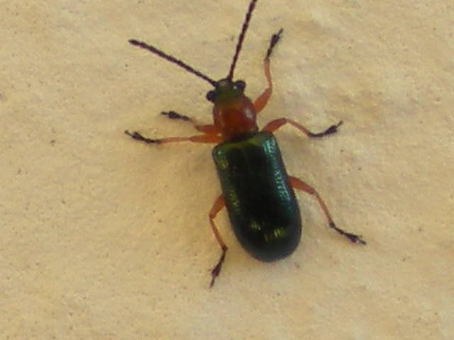 Oulema sp. (Chrysomelidae)