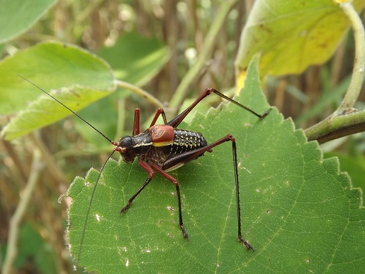 Barbistes vicentinus nella forma melanica