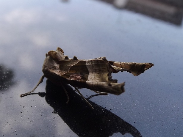 identificazione falena?