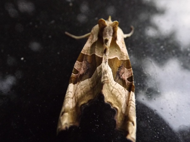 identificazione falena?