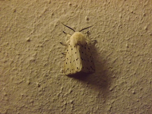 identificazione, nottuide?