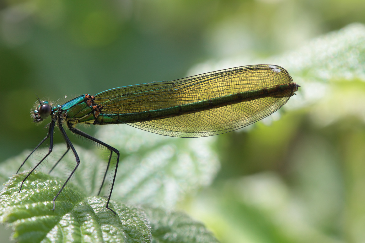 La mia prima Calopteryx