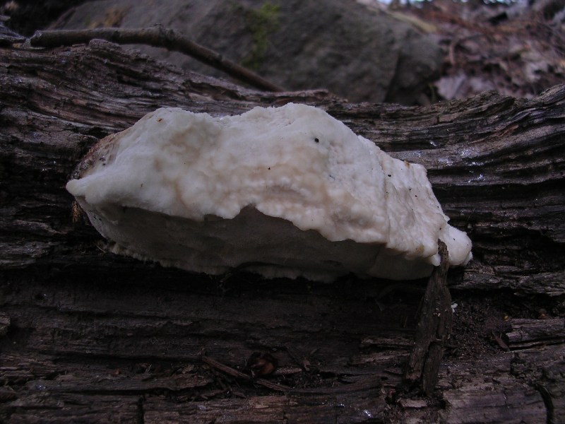 Oligoporus tephroleucus ? (Aurantiporus fissilis)