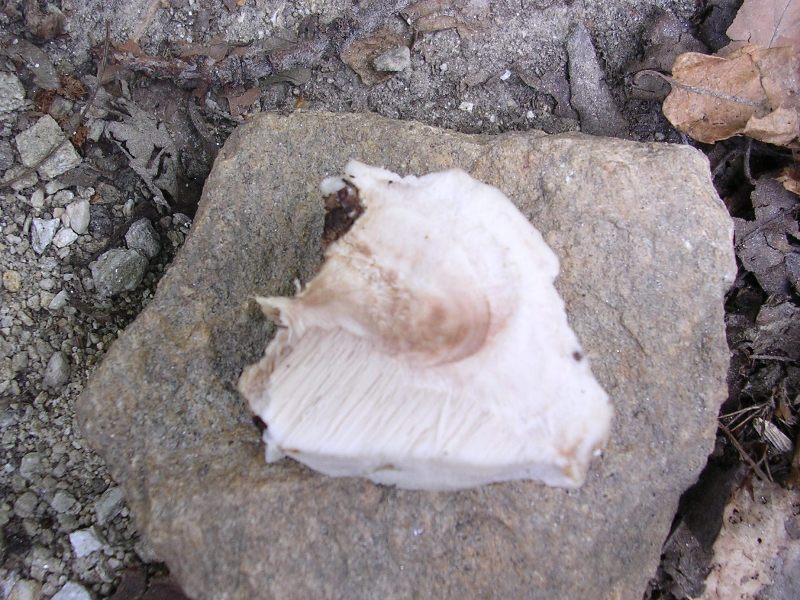 Oligoporus tephroleucus ? (Aurantiporus fissilis)