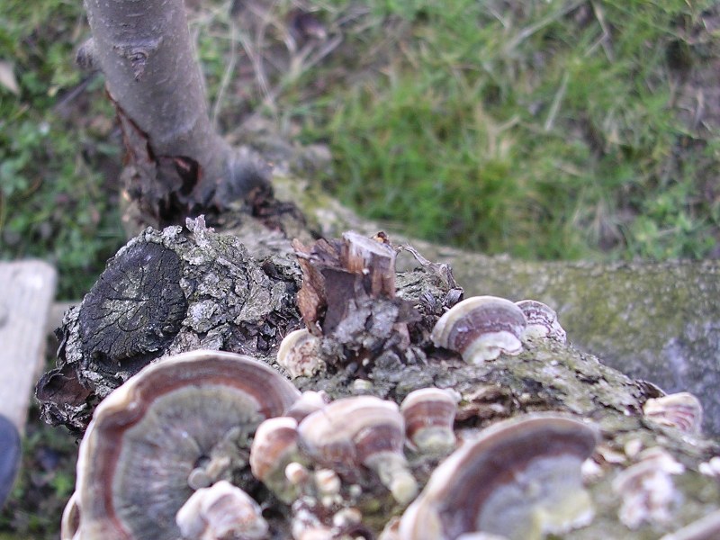 Polyporacea su melo
