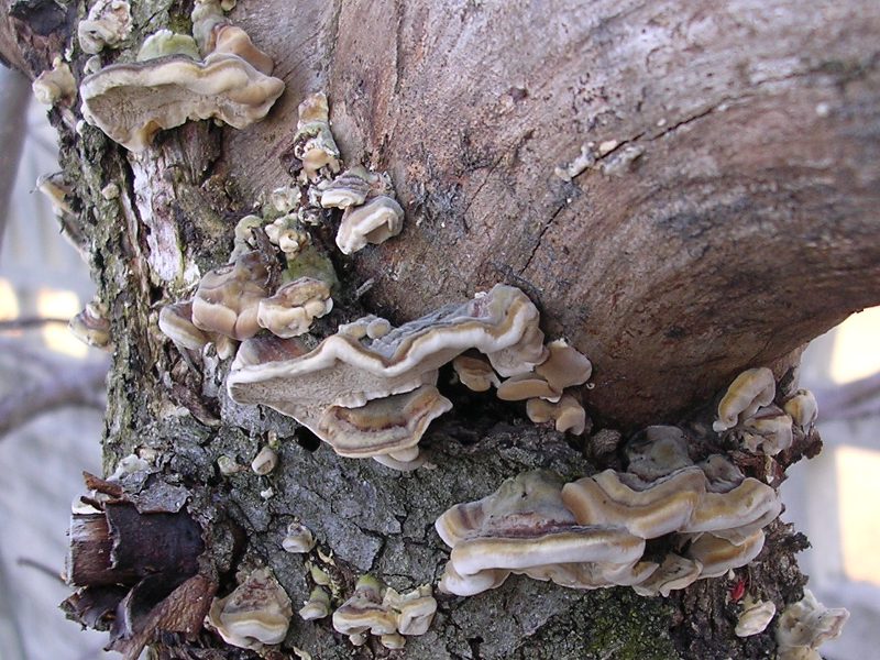 Polyporacea su melo