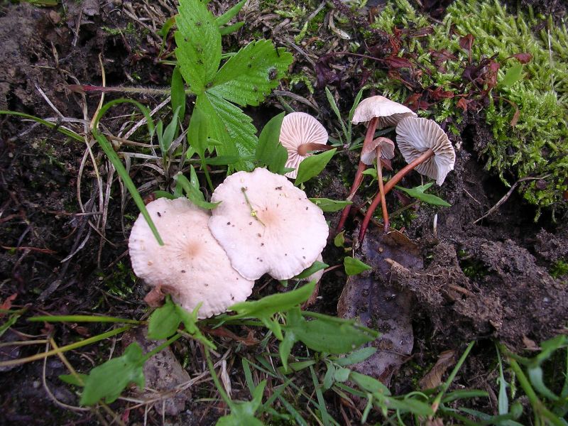 2010-06-11 - Val Varaita